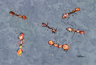 Ants Fabric Placemat