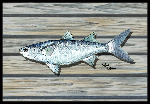 Fish Mullet Indoor Or Outdoor Mat - 18 x 27 in.