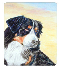 8 x 9.5 in. Bernese Mountain Dog Mouse Pad, Hot Pad Or Trivet