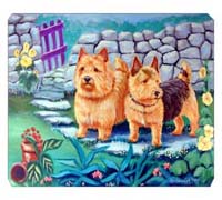 8 x 9.5 in. Norwich Terrier Mouse Pad, Hot Pad or Trivet