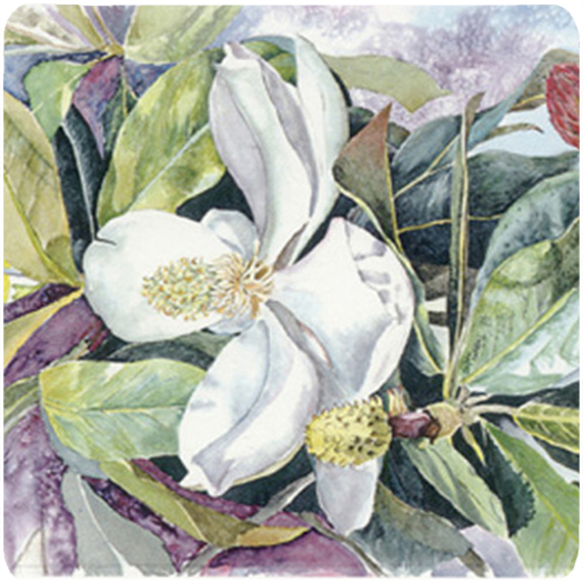 Picture of Carolines Treasures 8004FC Flower - Magnolia Foam Coasters - Set 4