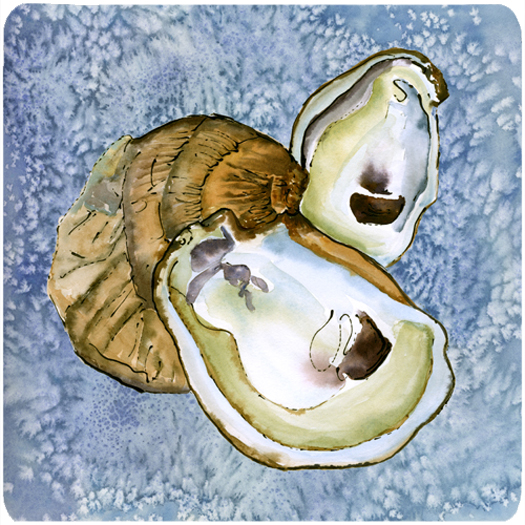 Picture of Carolines Treasures 8152FC Oyster Foam Coasters - Set 4