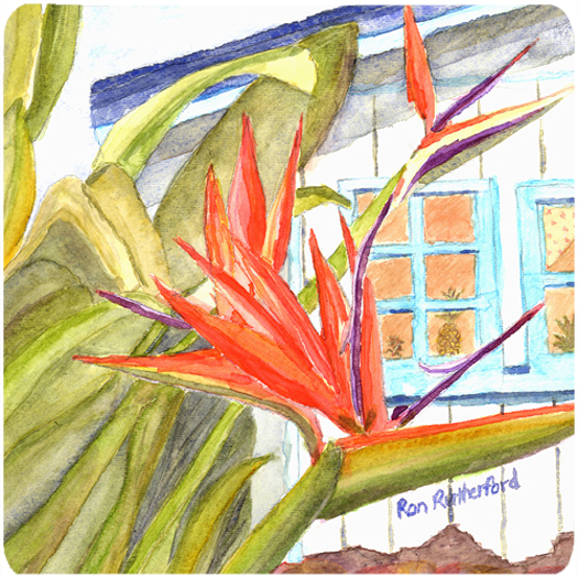 Flower - Bird Of Paradise Foam Coasters - Set 4