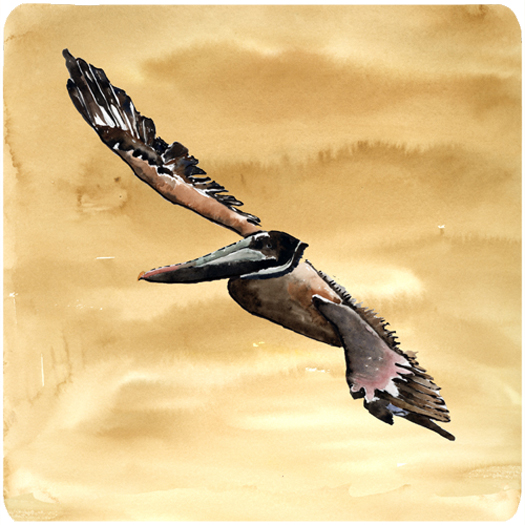 Picture of Carolines Treasures 8157FC Bird - Pelican Foam Coasters - Set 4