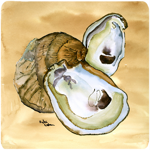 Picture of Carolines Treasures 8160FC Oyster Foam Coasters - Set 4