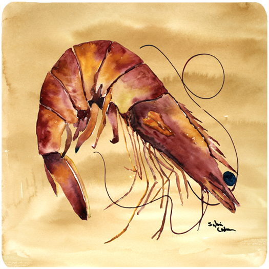 Picture of Carolines Treasures 8161FC Shrimp Foam Coasters - Set 4