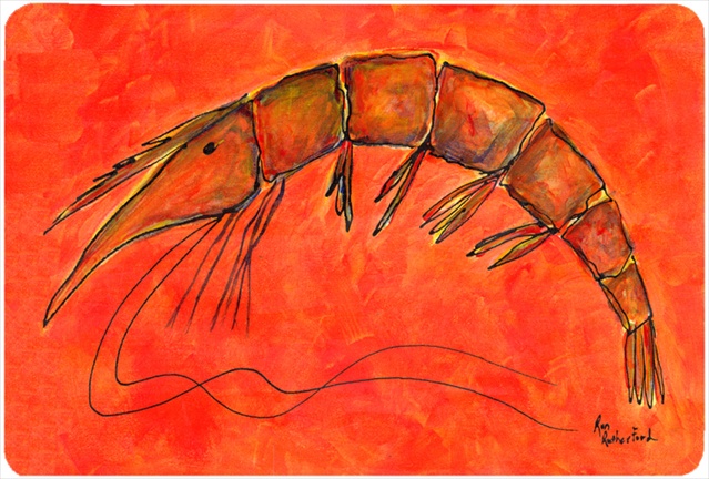 RDR2012MP Shrimp Mouse Pad- Hot Pad Or Trivet