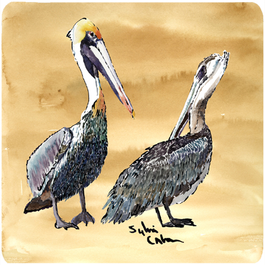 Picture of Carolines Treasures 8408FC Bird - Pelican Foam Coasters - Set 4