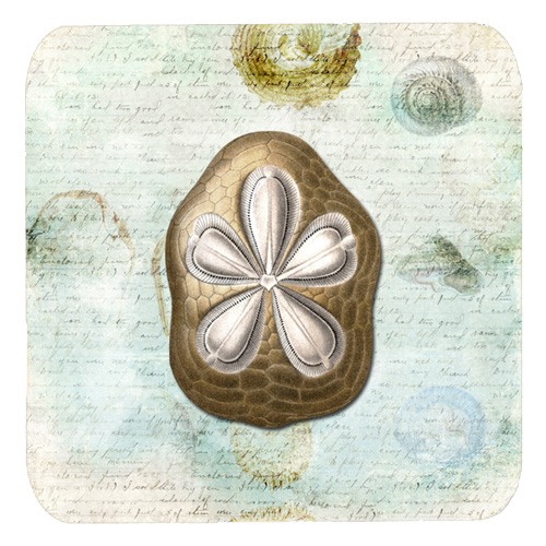 Sand Dollar Foam Coasters - Set Of 4, 3.5 x 3.5 In.