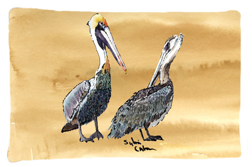 Picture of Carolines Treasures 8408PILLOWCASE 20.5 x 30 in. Pelican Moisture Wicking Fabric Standard Pillow Case