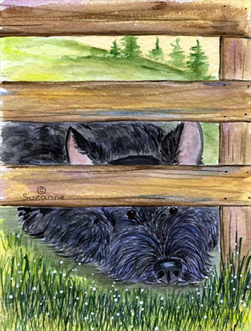 Scottish Terrier Flag - Garden Size