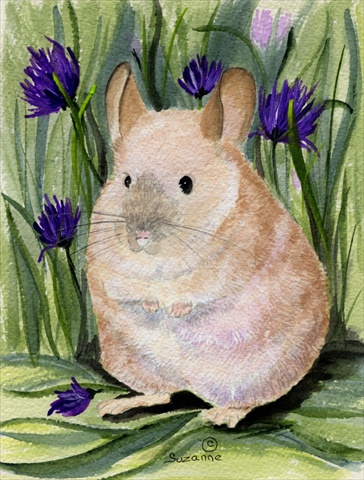 Chinchilla Flag Canvas House Size