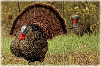 8004 LCD Strutter Turkey Decoy