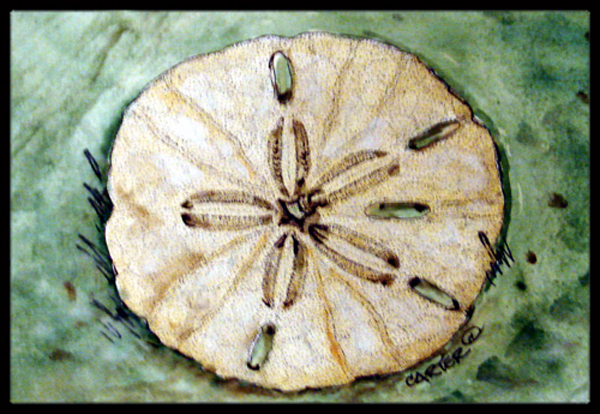Sending Sand Dollars Back To Sea Indoor & Outdoor Mat - 24 x 36 in.