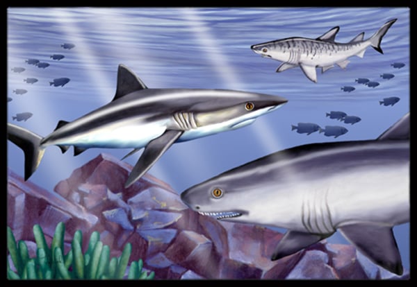 Sharks Indoor & Outdoor Mat 24 x 36 in.
