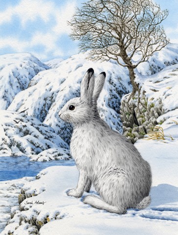Mountain Hare White Rabbit Flag Canvas House Size