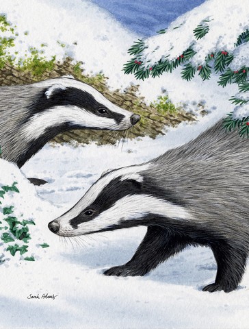 Badgers Look Here Flag Canvas House Size