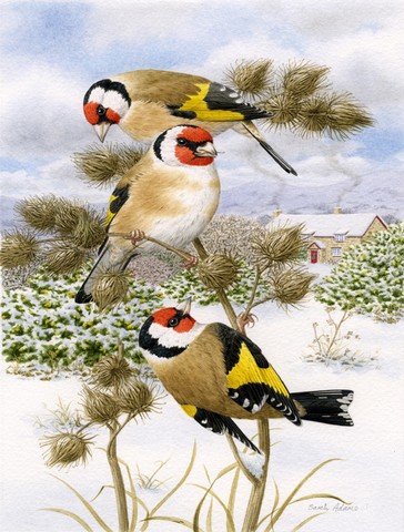 European Goldfinch Flag Garden Size