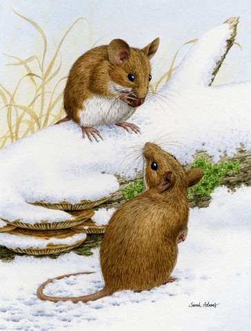 Wood Mice Wood Mouse Flag Garden Size