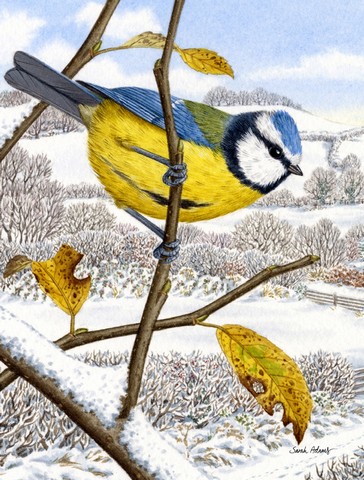Eurasian Blue Tits Bird Flag Garden Size