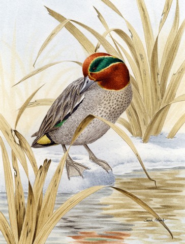 Eurasian Teal Duck Flag Garden Size