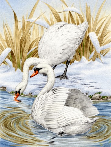White Swans Flag Garden Size