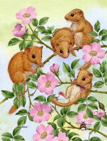 Dormice Dormouse Flag Garden Size