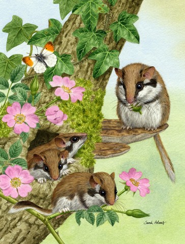 Dormice Dormouse Flag Garden Size