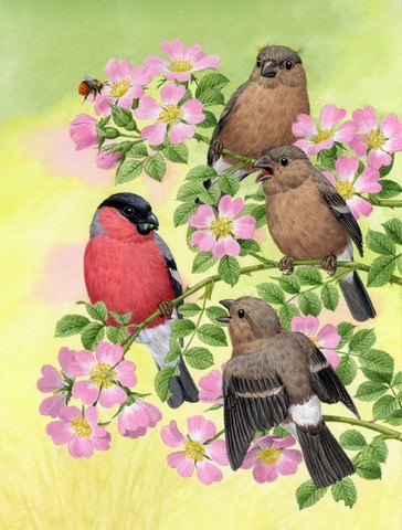 ASA2154GF Eurasian Bullfinches Flag Garden Size