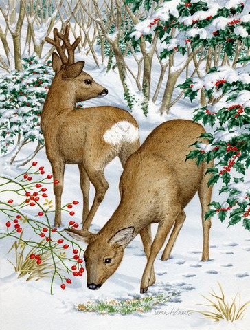European Roe Deer Western Roe Deer Flag Canvas House Size