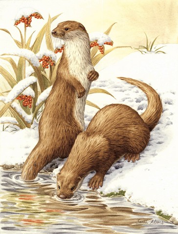 Otters & Gladon Irises Flag Canvas House Size
