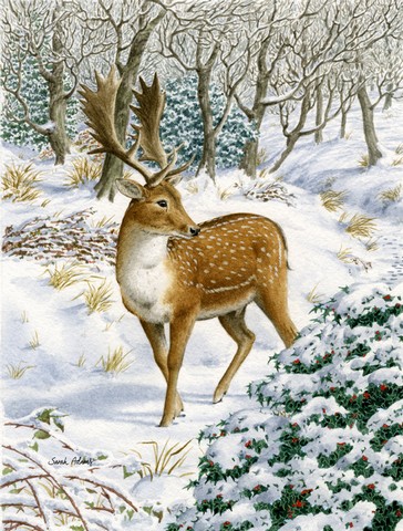 Fallow Buck Deer Flag Canvas House Size