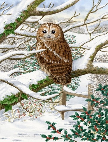 Tawny Owl Flag Canvas House Size