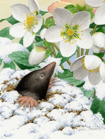 Mole Flag Canvas House Size