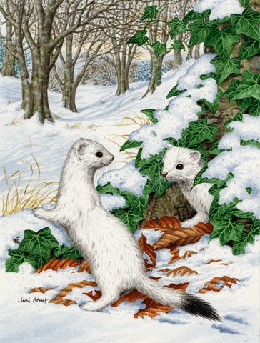 Stoats Short-Tailed Weasel Flag Canvas House Size