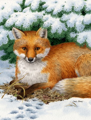 Fox Flag Canvas House Size