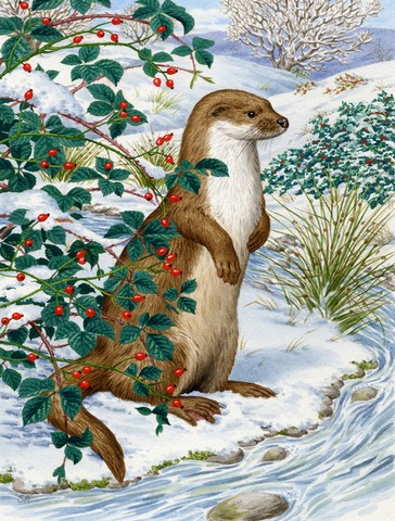 Otter Flag Canvas House Size