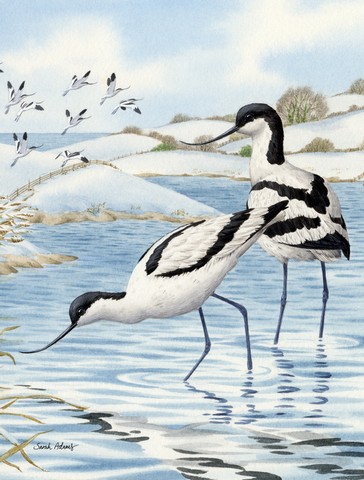 Avocets Flag Canvas House Size