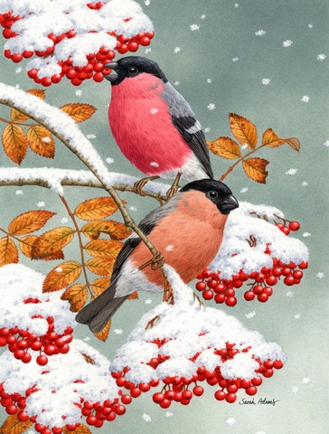 Eurasian Bullfinches Flag Canvas House Size