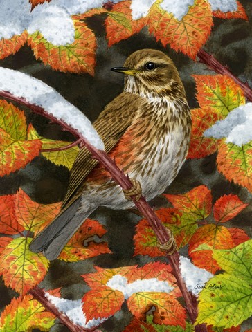 Redwing Flag Canvas House Size