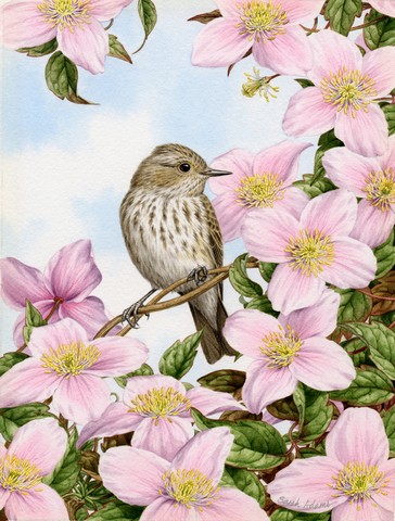 Spotted Flycatcher Flag Canvas House Size