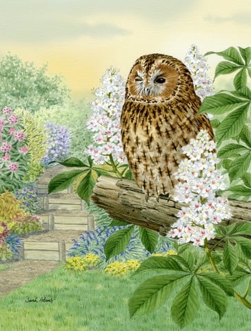 Tawny Owl Flag Canvas House Size