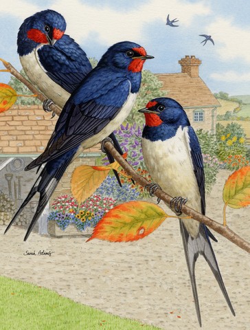 Barn Swallows Flag Canvas House Size