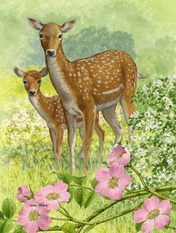 Fallow Deer & Calf Flag Canvas House Size