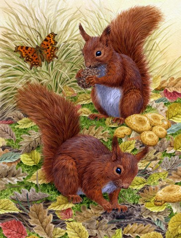 Red Squirrels Flag Canvas House Size