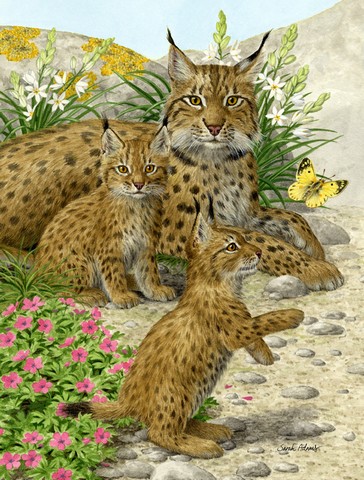 ASA2134CHF Lynx & Cubs Flag Canvas House Size