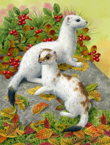 Ermine Stoat Short-Tailed Weasel Flag Canvas House Size