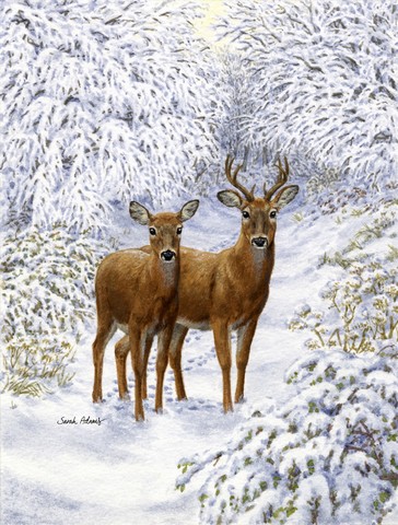 Two Deer Flag Canvas House Size