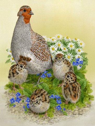 Partridge And Chicks Flag Canvas House Size