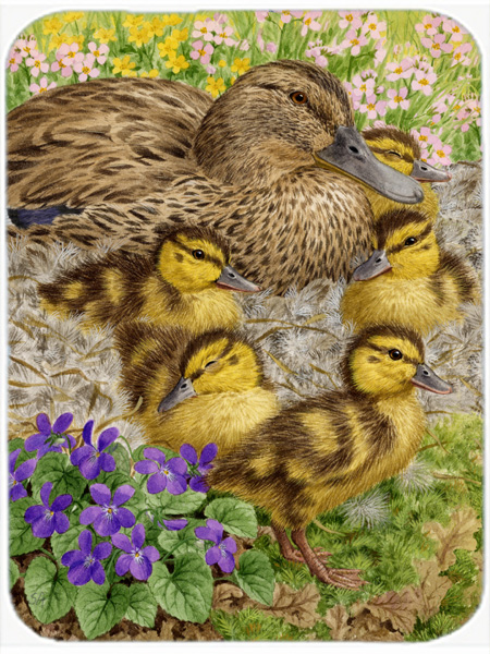 Picture of Carolines Treasures ASA2084LCB Female Mallard Duck And Ducklings Glass Cutting Board- Large